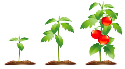 tomato